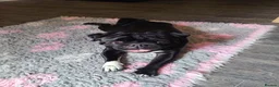 Pug dogs for stud: Black Pug for Stud - Advert 1