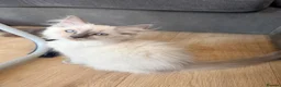 Ragdoll cats for sale:  Last one looking forever home, ready to go now  - Advert 6