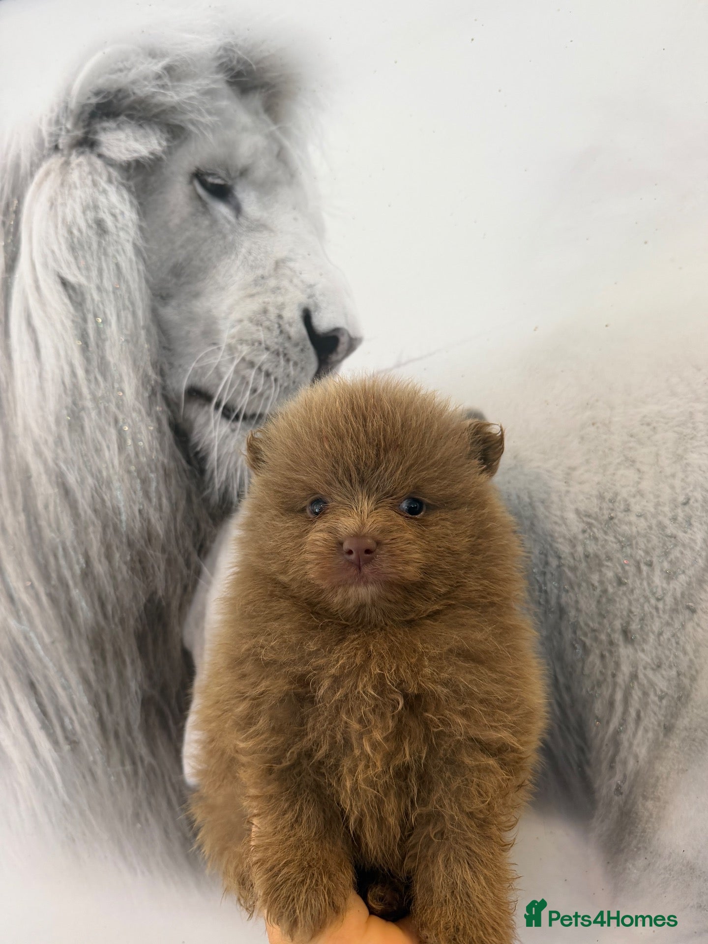 Pomeranian dogs Kc Lilac parti pom poms  - Advert 11