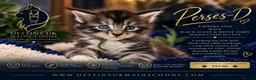 Maine Coon cats for sale: 😻Loving & Beautifully Bred Maine Coon Kittens - Advert 5