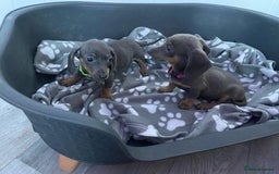 Miniature Dachshund dogs for sale: Miniature Dachshund puppies - Image 13