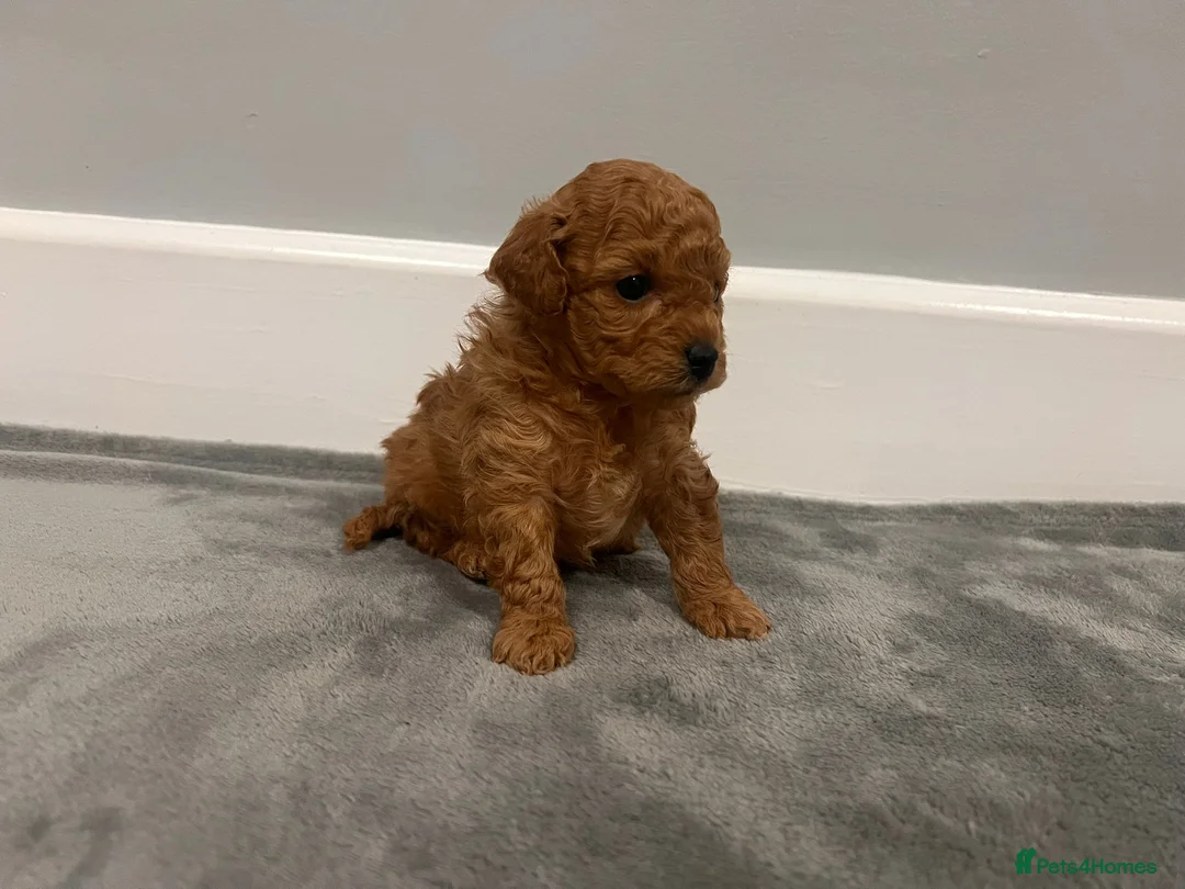 Mixed Breed dogs for sale: 🐩Asian Line Poodles-Fox Red, Apricot 🐩  - Advert 22