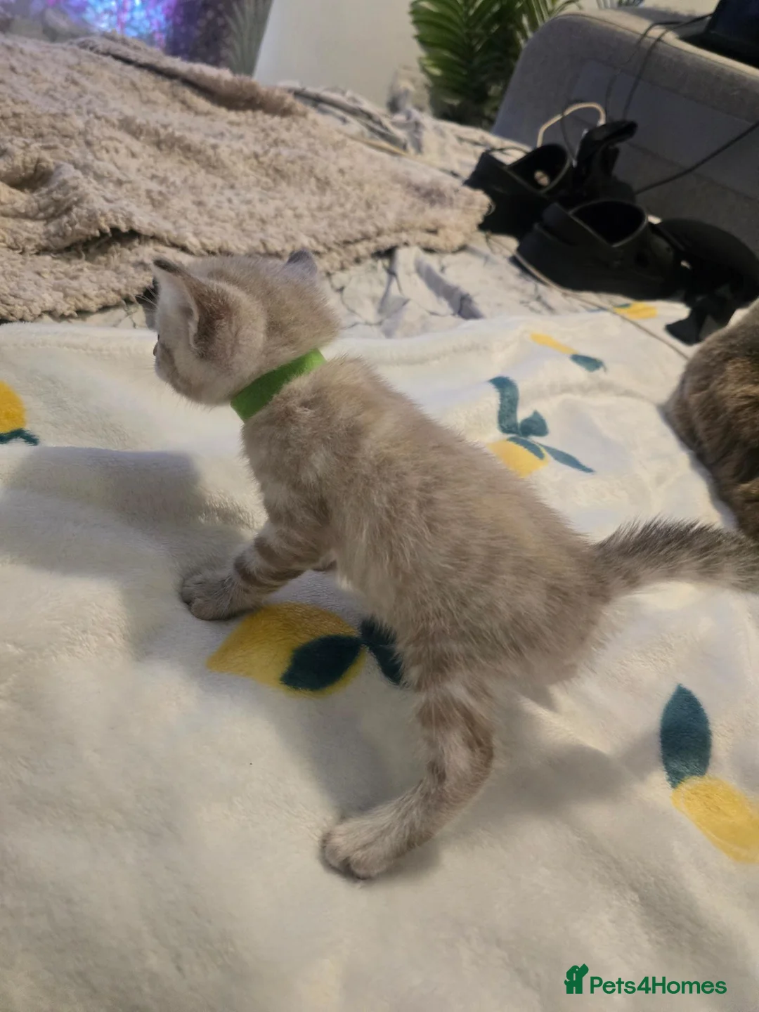 Bengal cats for sale: Last Boy - Advert 3