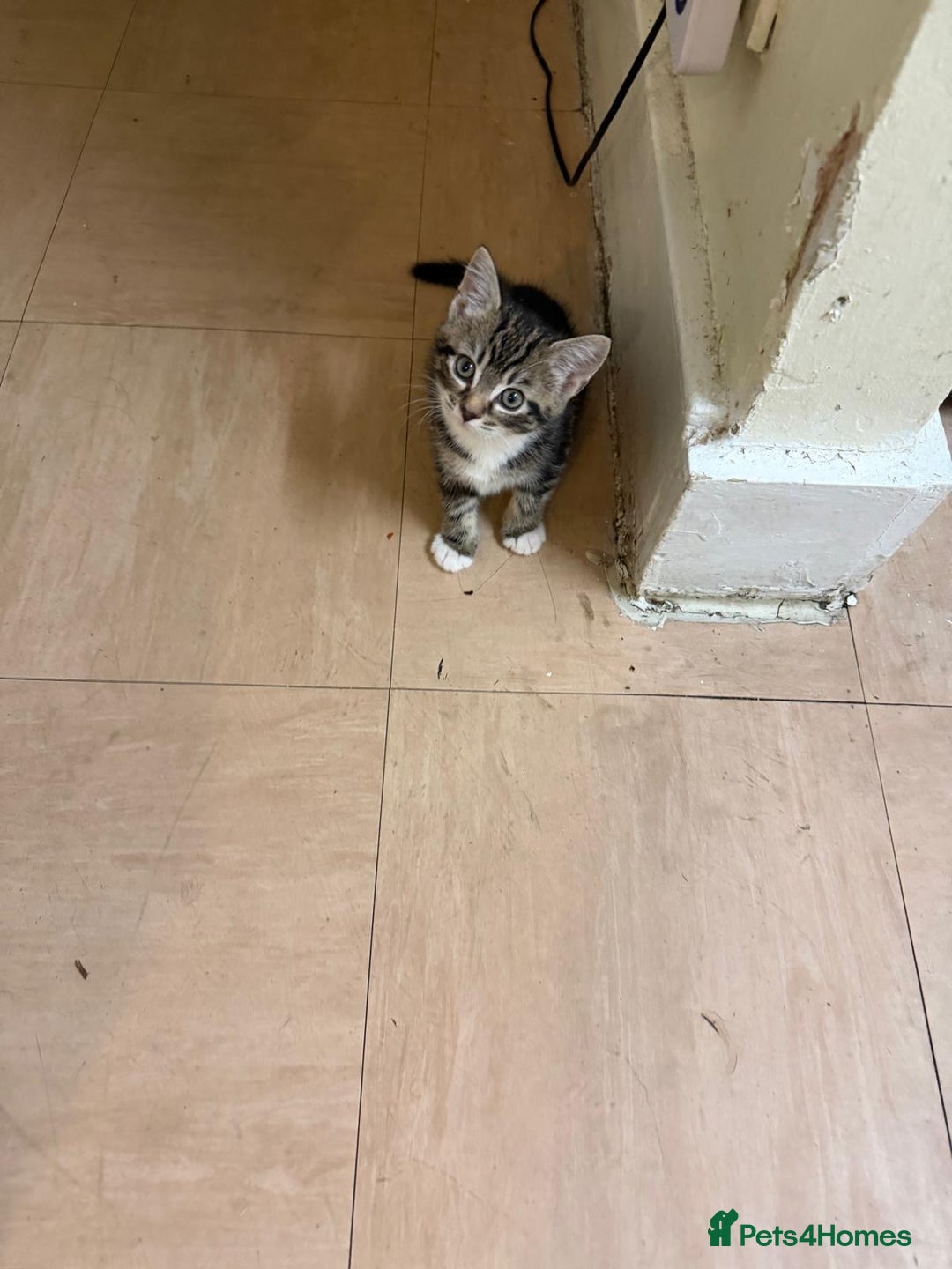 Mixed Breed cats for sale: 3 Tabby Kittens - Advert 6