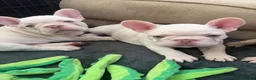 French Bulldog dogs for sale: New Shades Puppies/ DNA 🧬 Tested Parents  - Advert 6