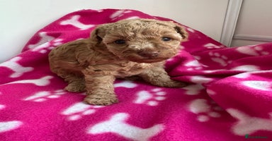 Toy Poodle dogs - Advert 7