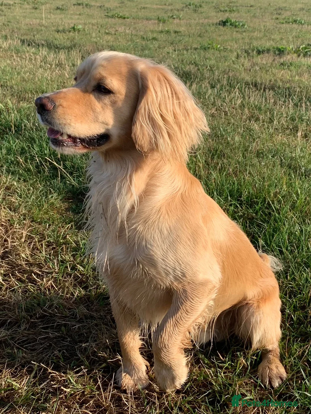 Cocker Spaniel dogs for sale: Stunning LEMON KC Reg Working Cocker Spaniel pups - Advert 14