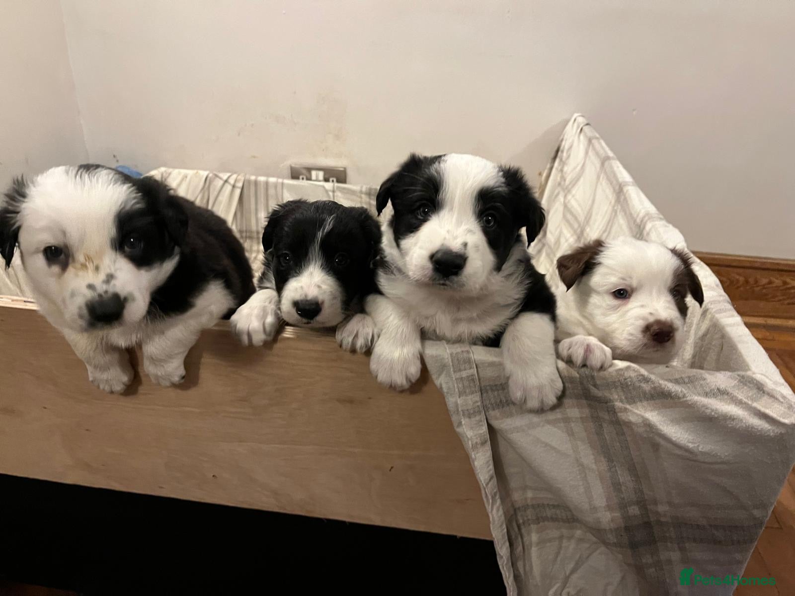 Border Collie dogs Cornmill Farm Border Collies  - Advert 4