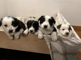 Border Collie dogs Cornmill Farm Border Collies - Advert 4