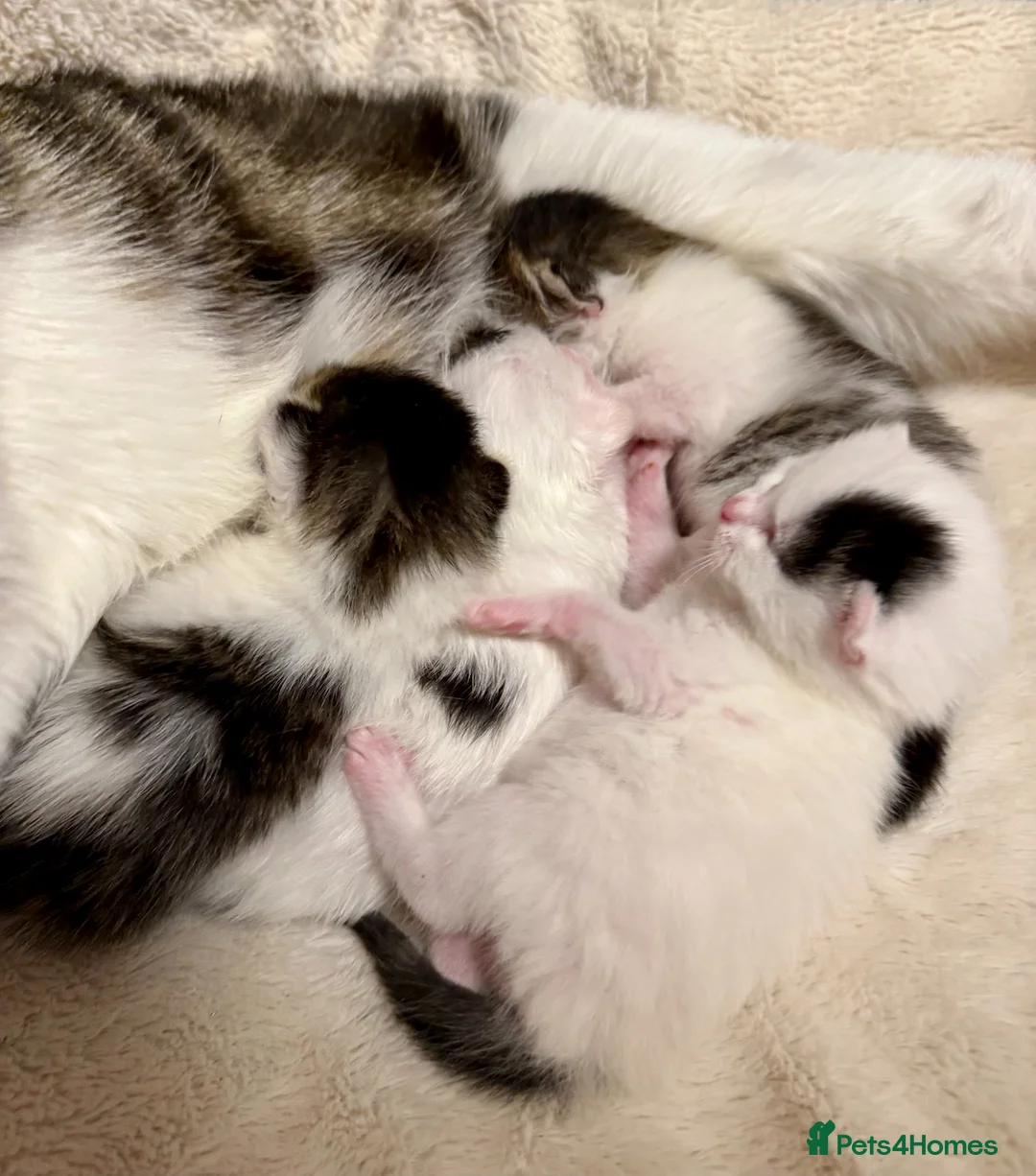 Mixed Breed cats for sale: Adorable Fluffy Kittens. Matilda’s 1st Litter 🐾 - Advert 2