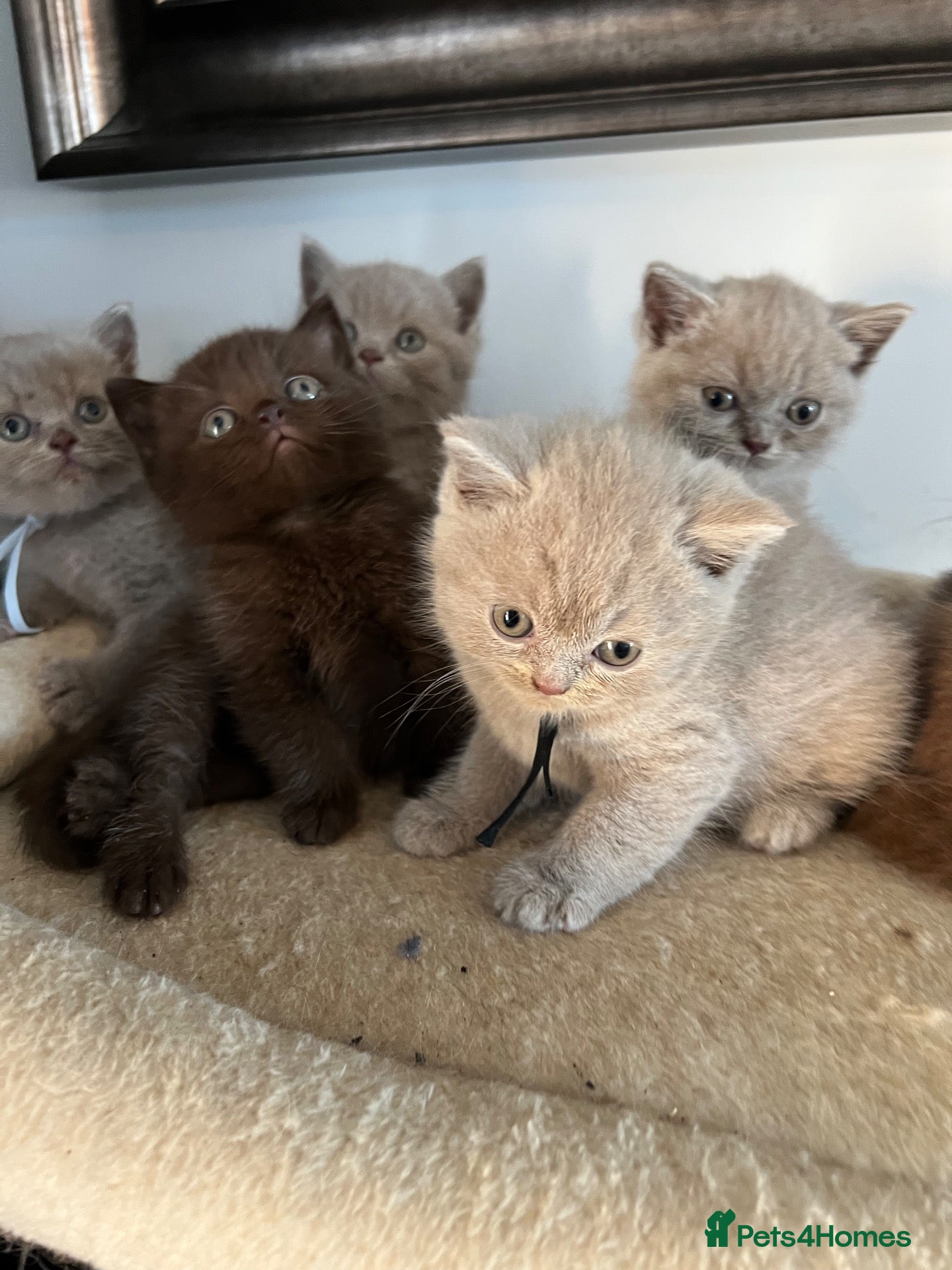 British Shorthair cats BSH and 1Longhair kittens - Advert 2