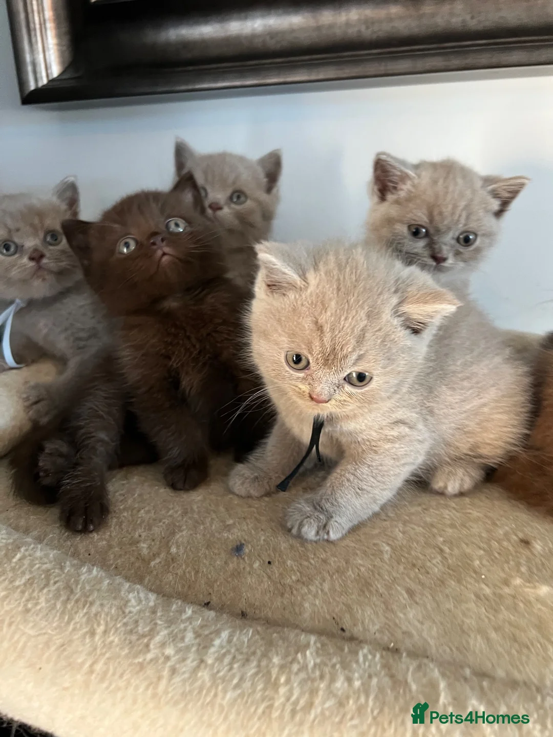 British Shorthair cats for sale: BSH and 1Longhair kittens - Advert 2