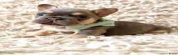 French Bulldog dogs for sale: French bulldog puppies - Advert 5