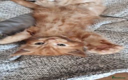 British Shorthair cats for sale: 4 Kittens ready to leave 25th August - Image 3