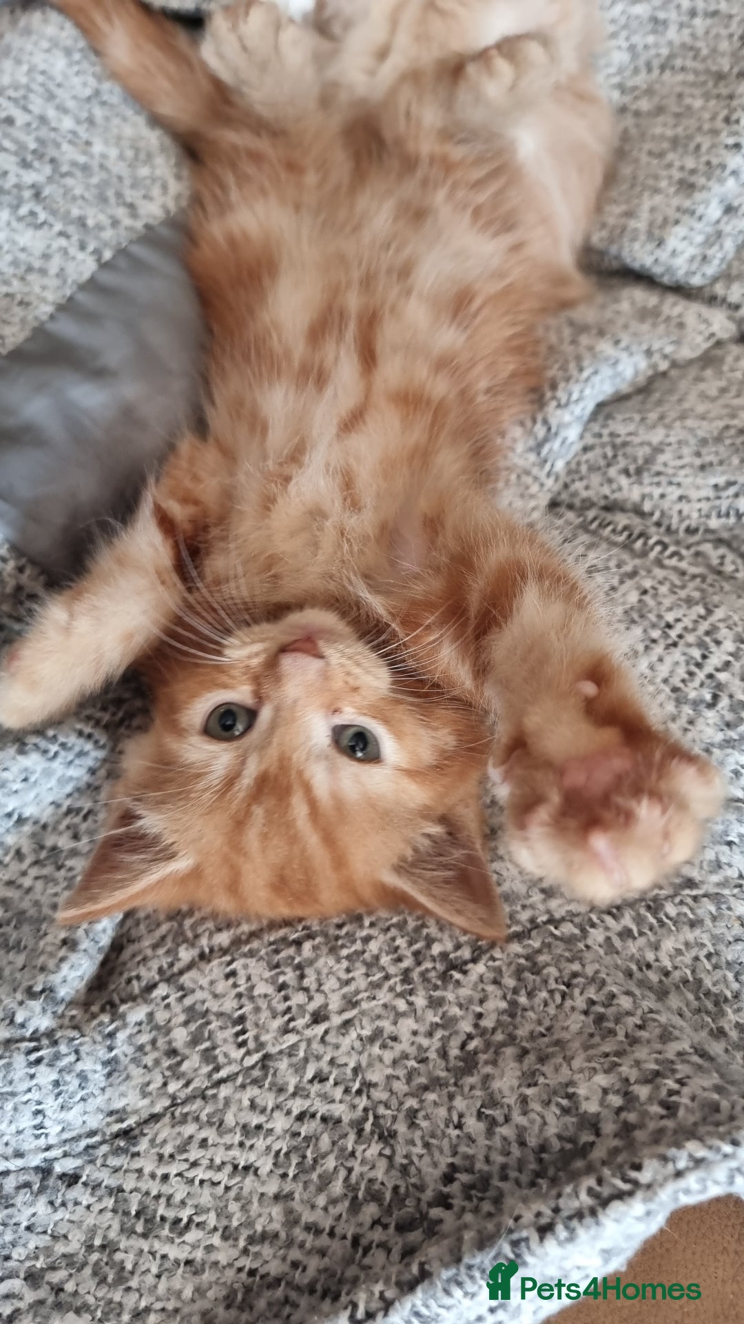 British Shorthair cats for sale: 4 Kittens ready to leave 25th August - Image 3