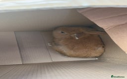 Mixed Breed rabbits for sale: Rabbit boys for sale  - Image 8