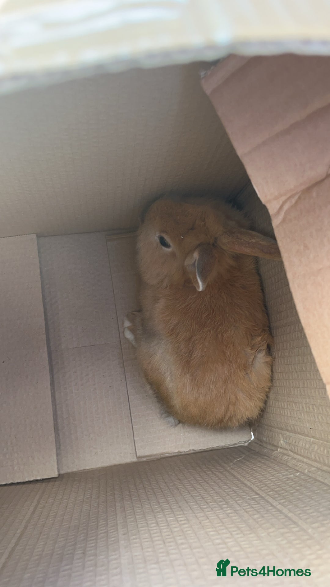 Mixed Breed rabbits for sale: Rabbit boys for sale  - Image 8