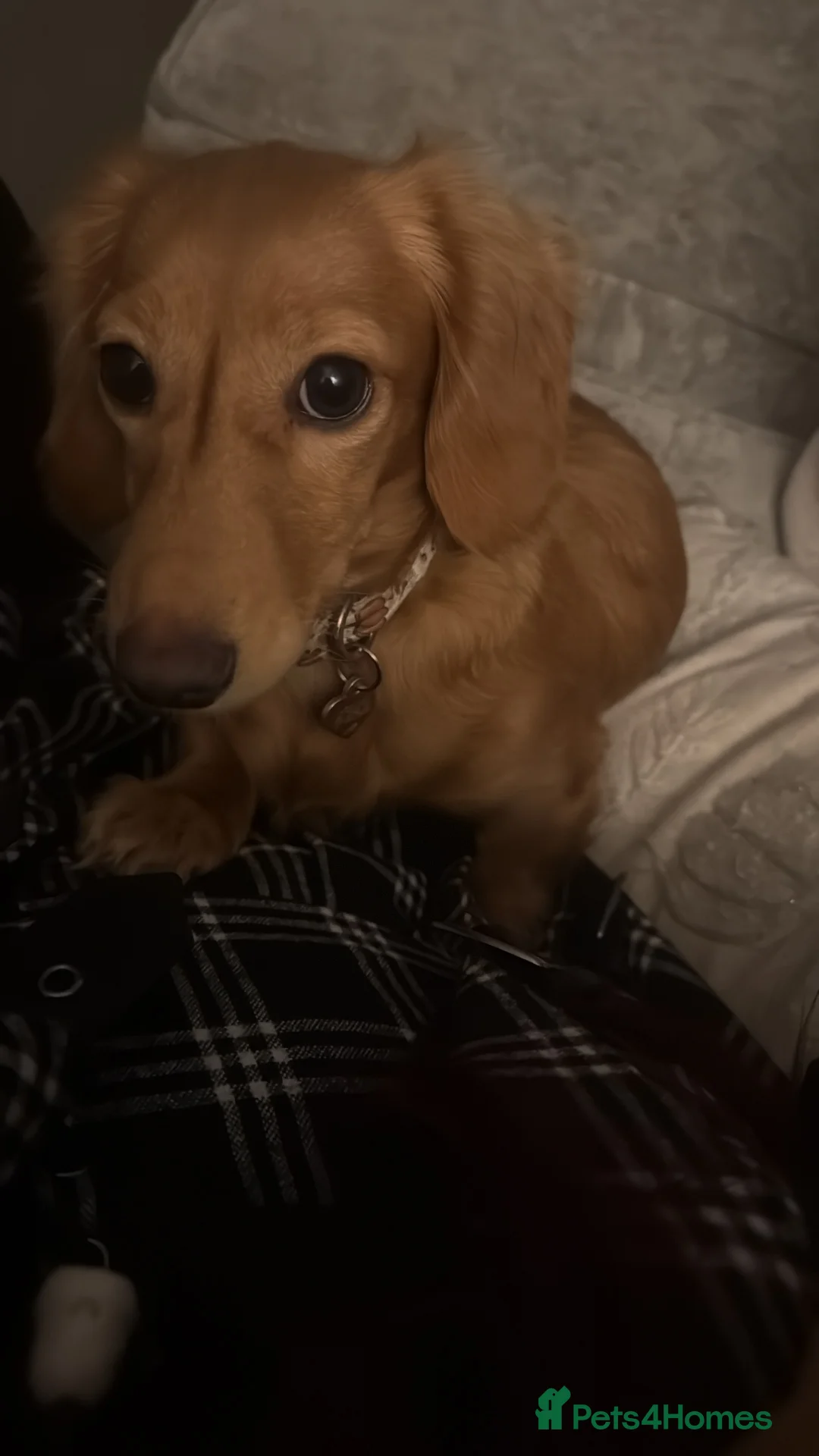 Miniature Dachshund dogs for sale: Pumpkin -Miniature daschund  - Advert 2