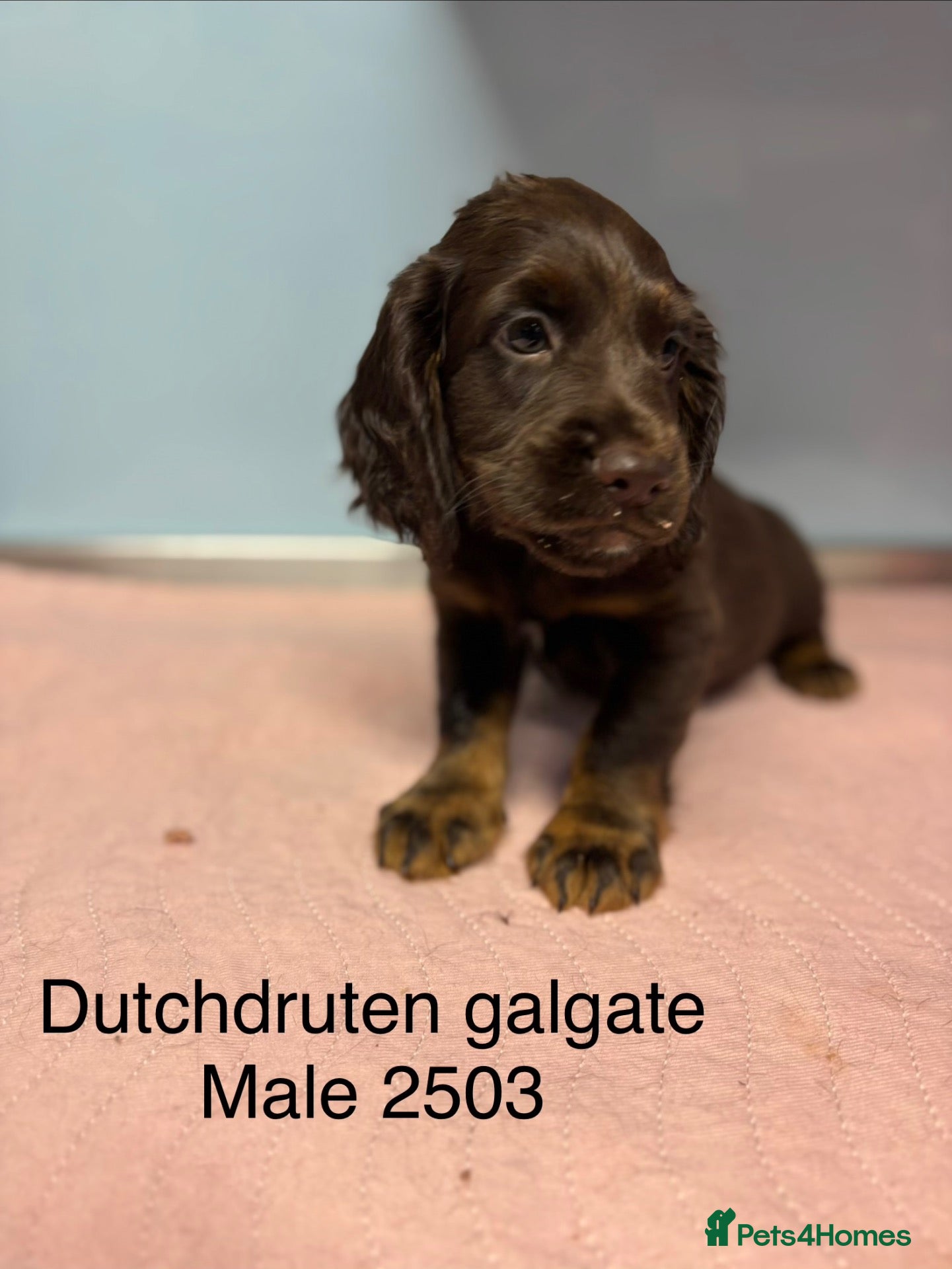 Cocker Spaniel dogs Kc working type cocker spaniels  - Advert 2