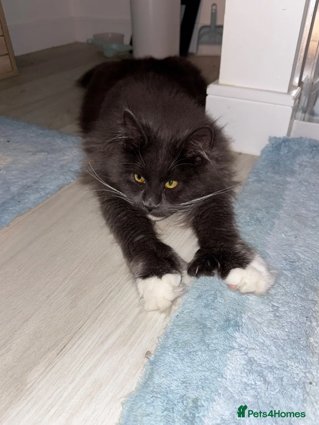 Maine Coon cats for stud: 🐱 STUD SERVICE – MR CROWLEY 🐱 - Advert 2
