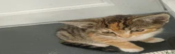 Mixed Breed cats for sale: Mixed Breed Kittens  - Advert 13