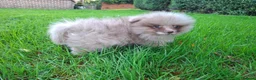 Pomeranian dogs for sale: KC Registered Pomeranian Puppies - Advert 9