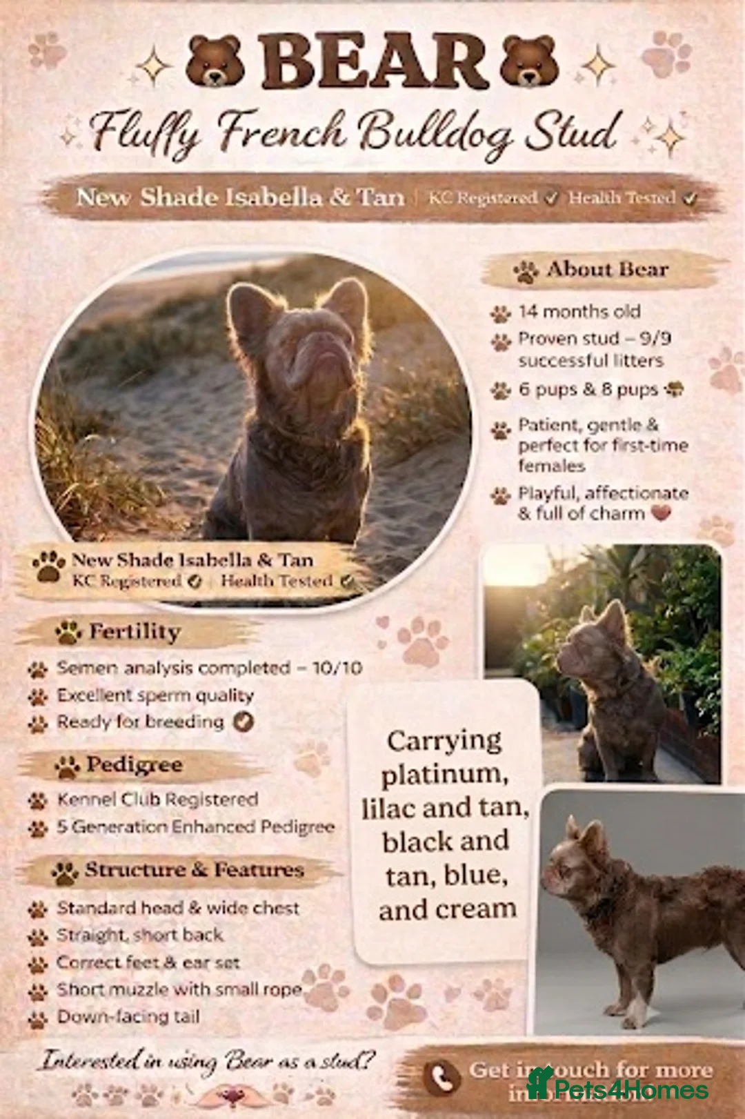 French Bulldog dogs for sale: Cute chunky frenchie babies - Advert 2