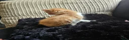 Mixed Breed cats for sale: Beautiful Kittens - Advert 28