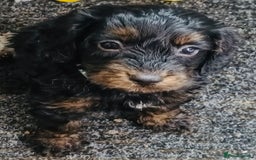 Cockapoo dogs for sale: LOVELY HEALTH TESTED F1 COCKERPOOS - Image 6