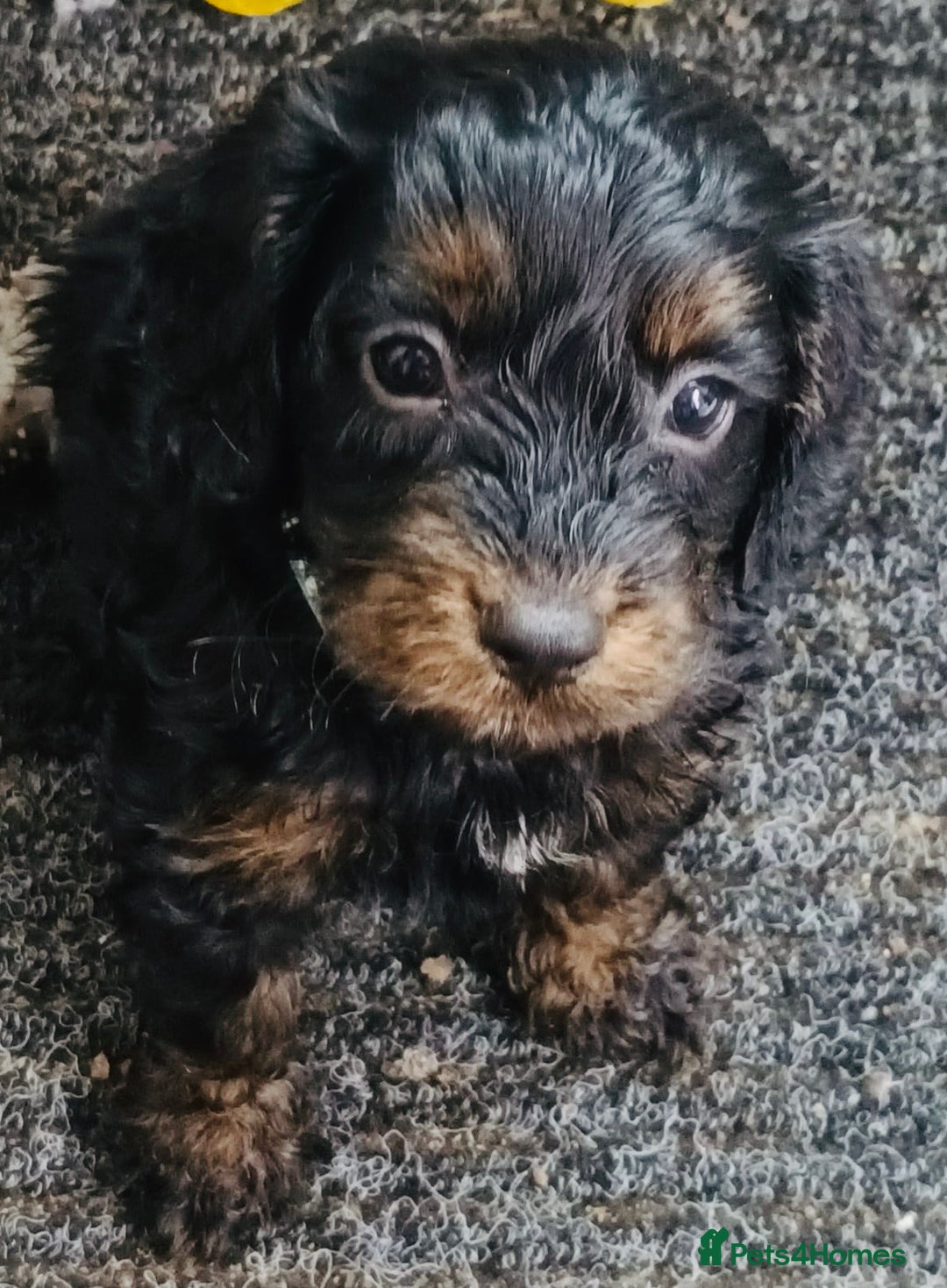 Cockapoo dogs for sale: LOVELY HEALTH TESTED F1 COCKERPOOS - Image 6