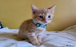 Mixed Breed cats for sale: Gorgeous 2 Girls and 3 boys For sale - Image 5