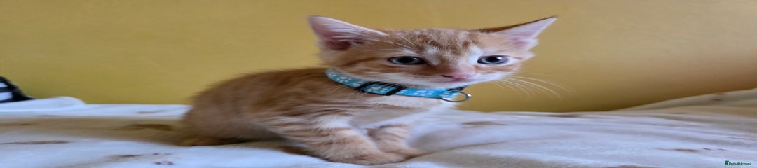 Mixed Breed Kitten 1