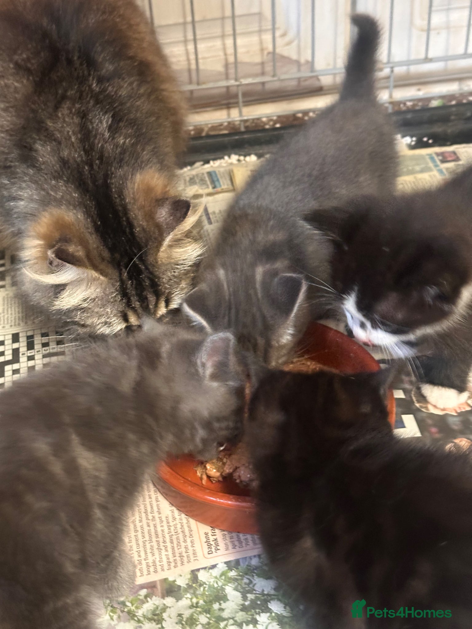 Mixed Breed cats Gorgeous kittens  - Advert 1