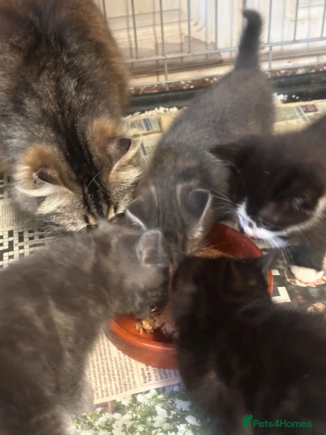 Mixed Breed cats for sale: Gorgeous kittens  - Advert 1