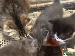 Mixed Breed cats Gorgeous kittens - Advert 5
