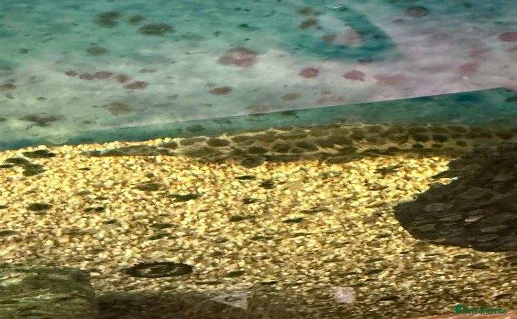 Catfish fish - Advert 1