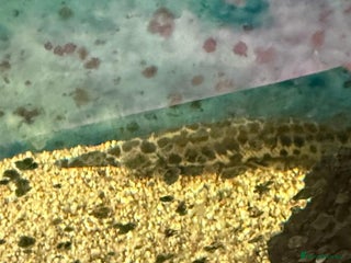 Catfish fish - Advert 16