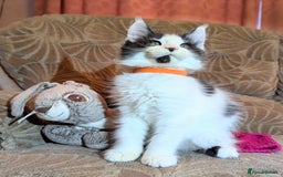 Maine Coon cats for sale: 🐾 Giant GCCF Maine Coon Kitties Champion Lines - Image 2