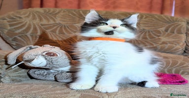 Maine Coon cats - Advert 3
