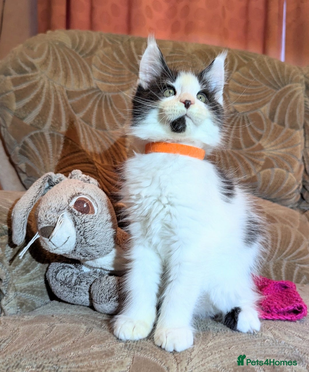Maine Coon cats for sale: 🐾 Giant GCCF Maine Coon Kitties Champion Lines - Image 2