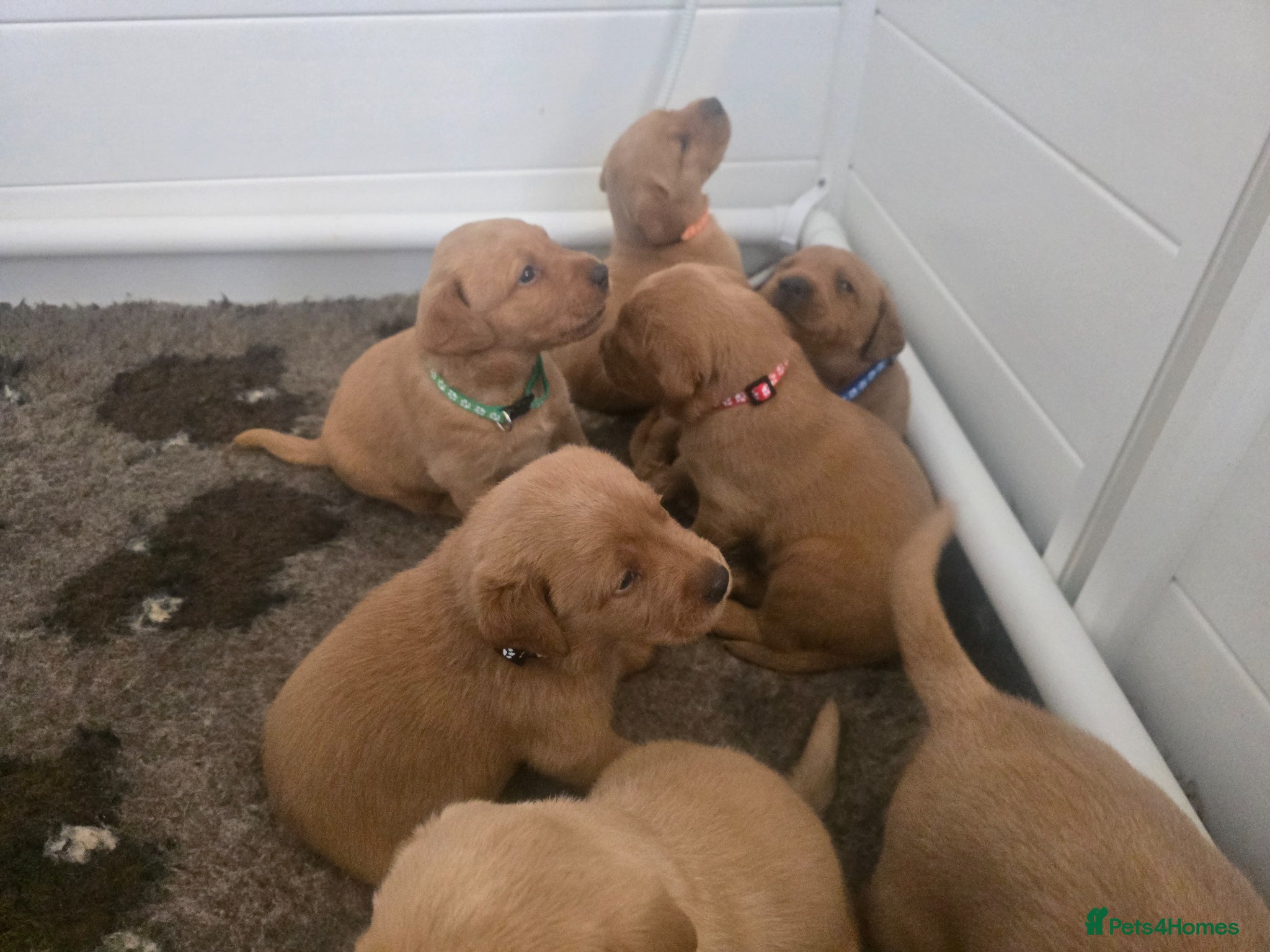 Labrador Retriever dogs Stunning KC registered Labrador puppies - Advert 2