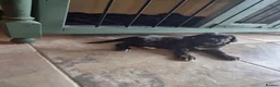 Cane Corso dogs for sale: 💜 IMPRESSIVE FULL PEDIGREE CANE CORSO LITTER 💜 - Advert 20