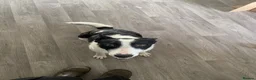 Smooth Collie dogs for sale: Mabel - Advert 4
