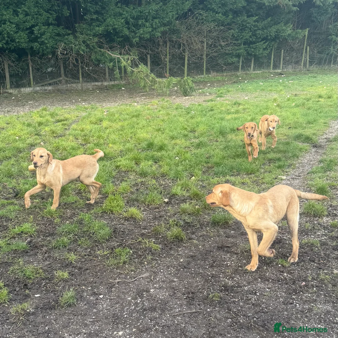 Labrador Retriever dogs for sale: 🧡 Older Yellow & Red RKC Labrador Boys 💛 - Advert 34