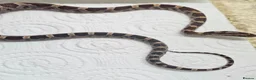 Corn Snake reptiles for sale: Corn snake  in Leicester - Advert 29