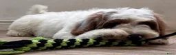 Australian Labradoodle dogs for sale: Multi-Gen Australian Labradoodle Puppies - Advert 3