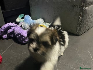 Shih Tzu dogs Beautiful ** tiny Shihtzu male - Advert 2