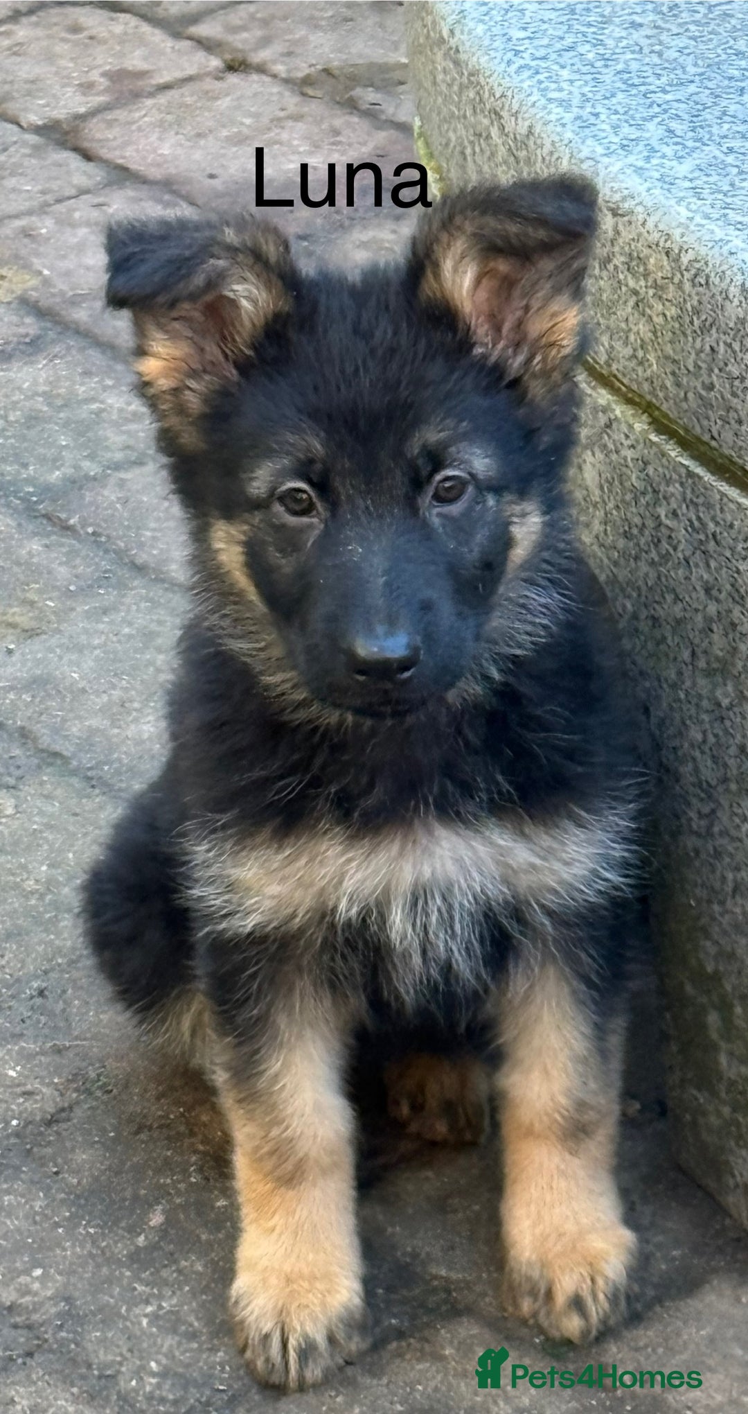 German Shepherd dogs for sale: German shepherd pups - Advert 13