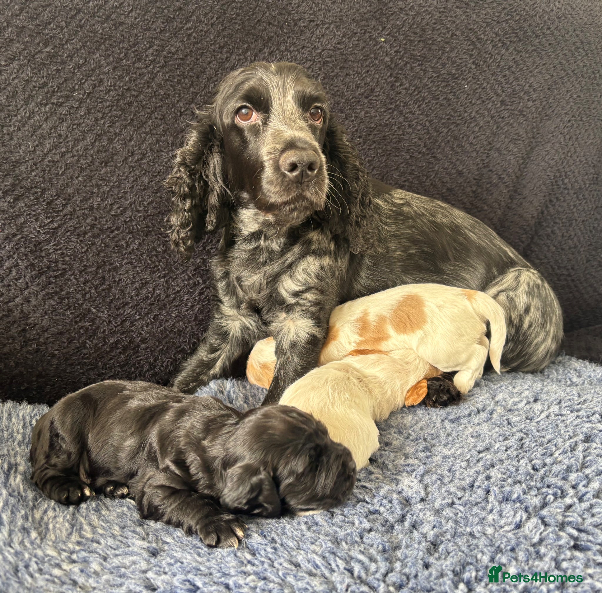 Cocker Spaniel dogs Adorable Cocker Spaniel Puppies  🐾 - Advert 6