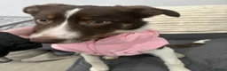 Border Collie dogs for sale: 9 month old border collie pup  in Bedworth - Advert 4